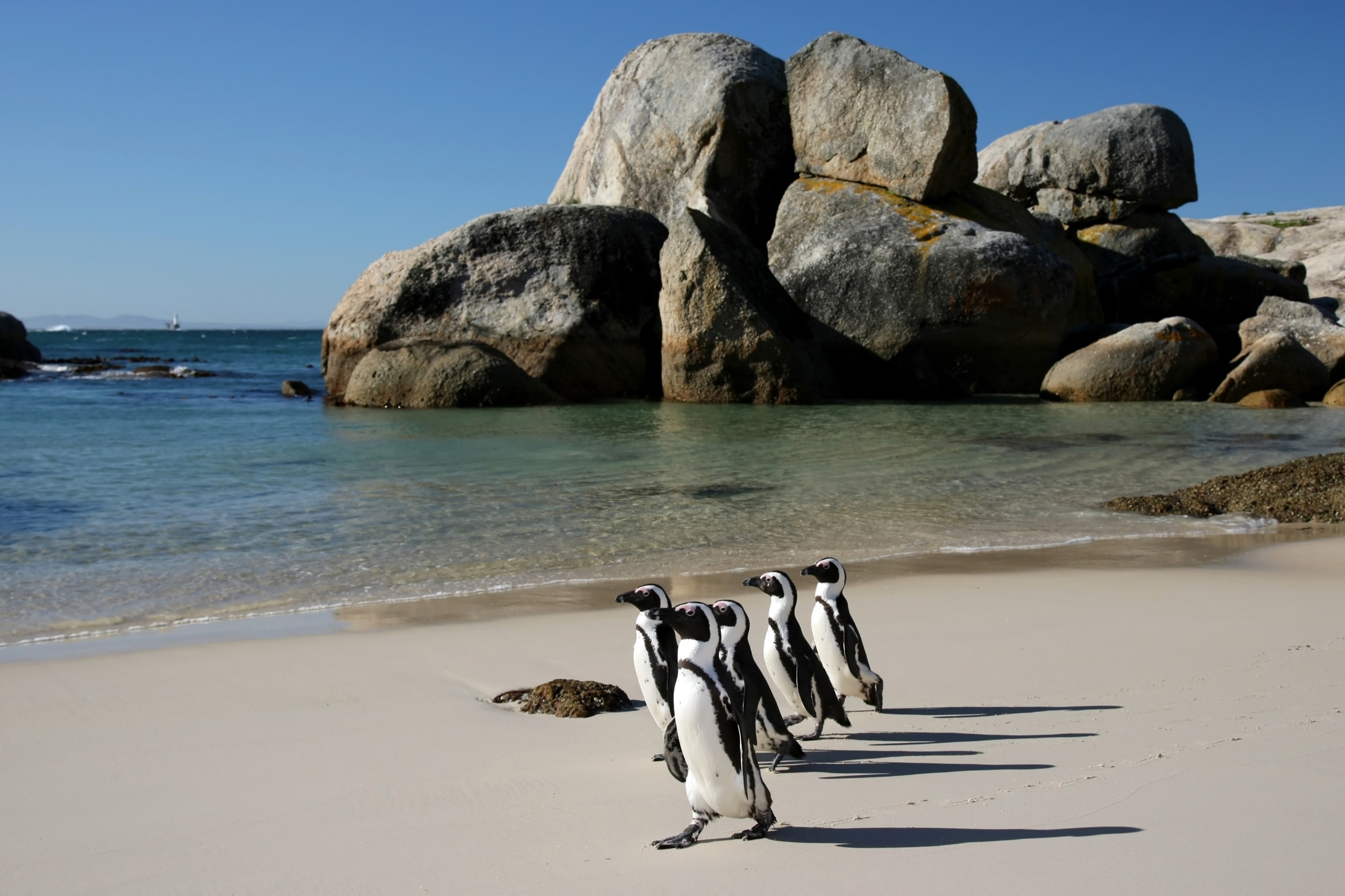 Manchots du Cap à Boulders Beach près du Cap