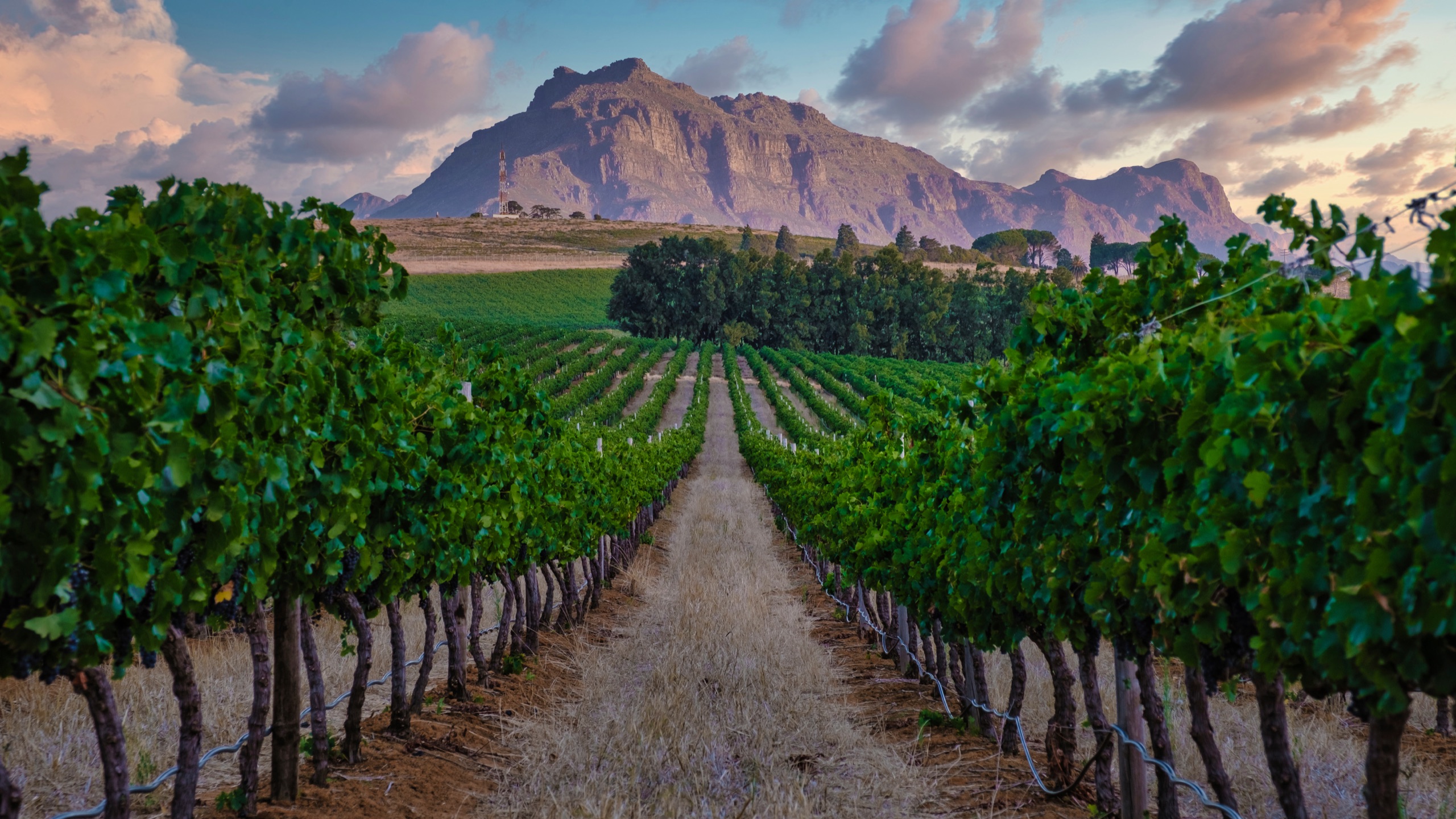 Vignoble des Winelands du Cap dans un paysage de montagnes